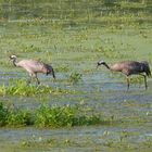 Kraniche am Steinhuder Meer!