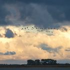 Kraniche an der Ostsee, Zingst