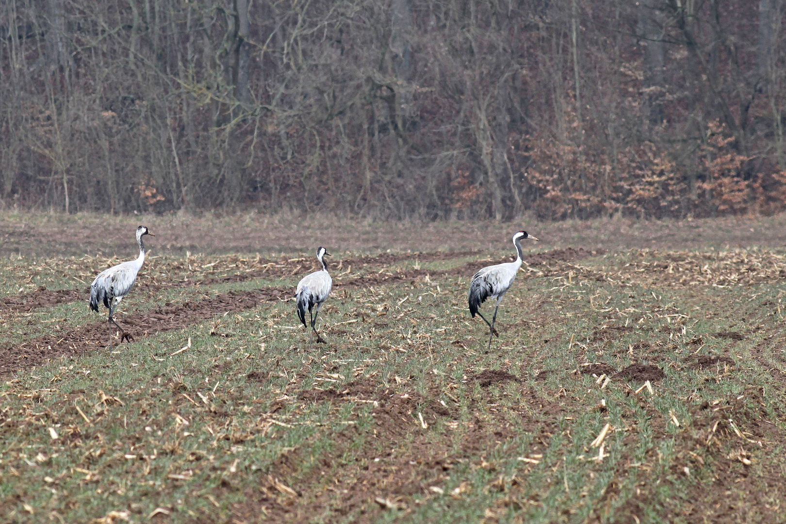 Kraniche an der Weser