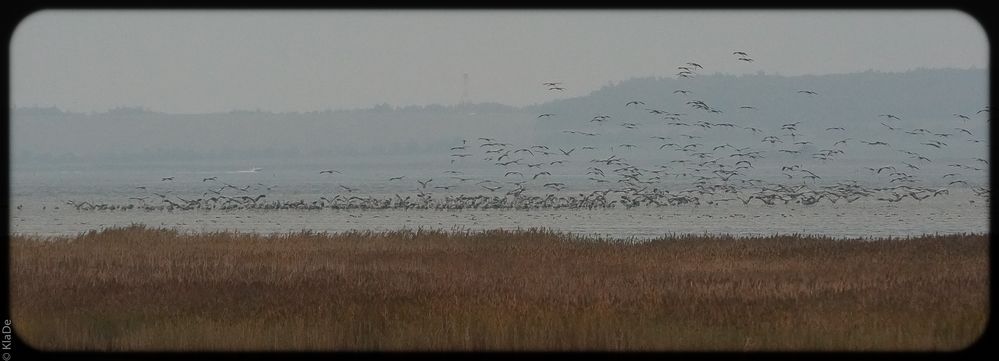 Kraniche - Anflug am Schlafplatz