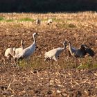 Kraniche auf dem Feld