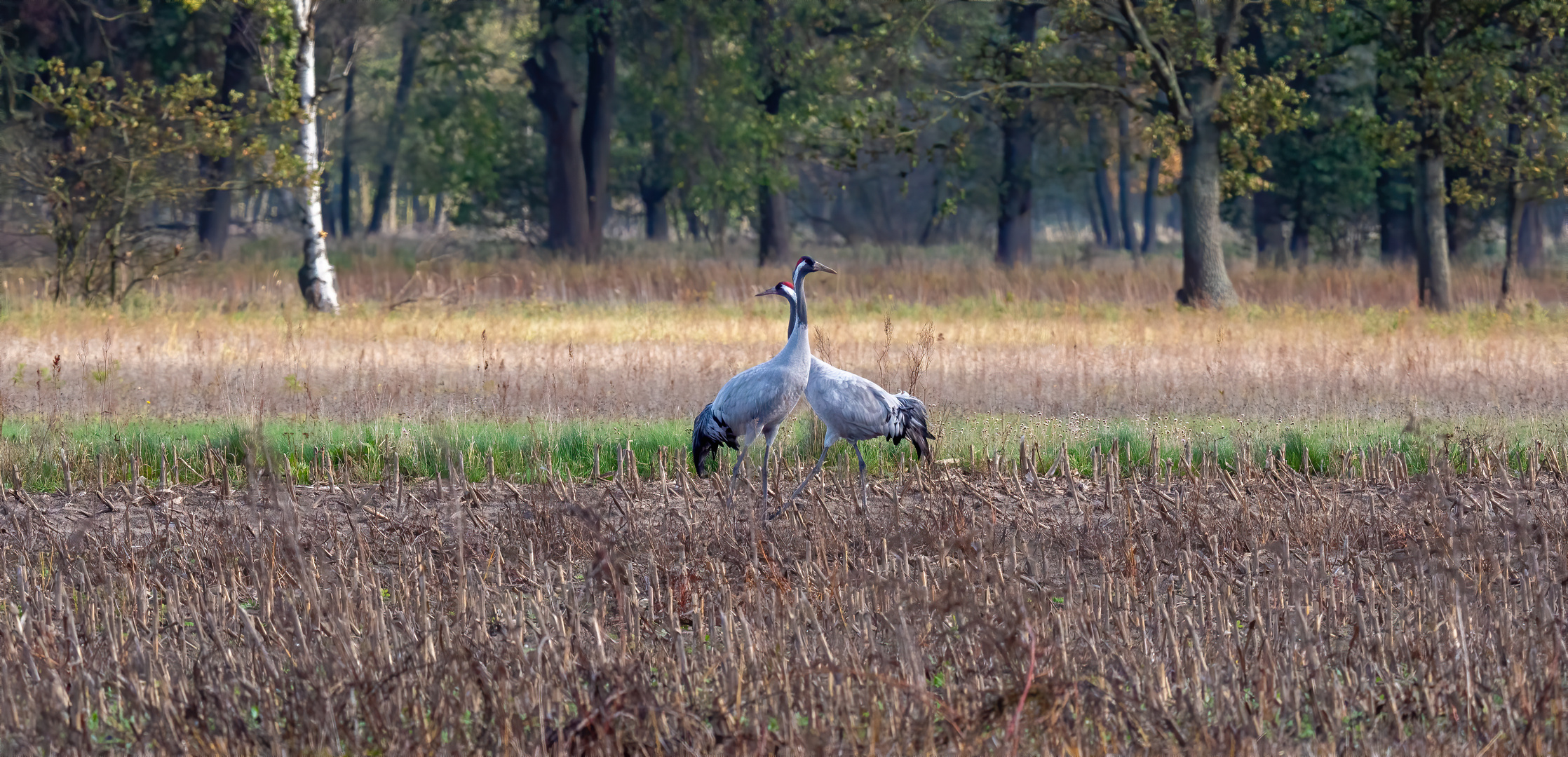 Kraniche auf dem Feld 