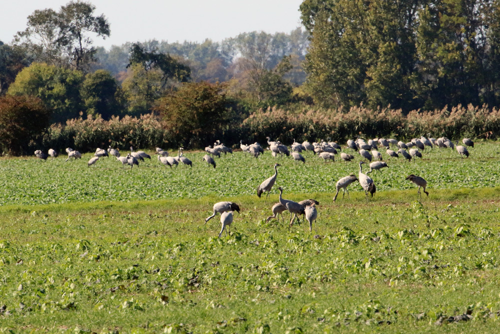 Kraniche auf dem Feld bei Linum