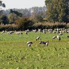 Kraniche auf dem Feld bei Linum