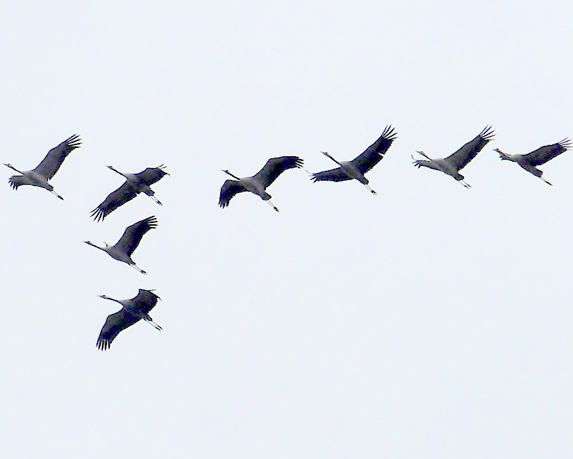 Kraniche auf dem Flug in den Süden