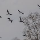 Kraniche auf dem Flug ins Nachtquatier