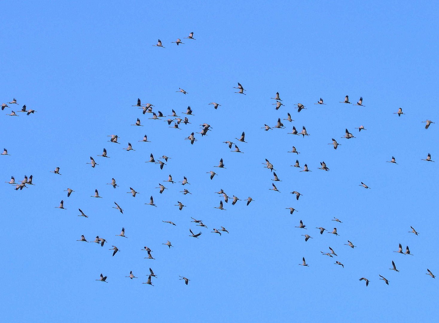 Kraniche auf dem Heimflug