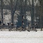 Kraniche auf dem Weg nach Norden