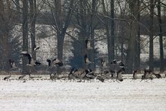 Kraniche auf dem Weg nach Norden