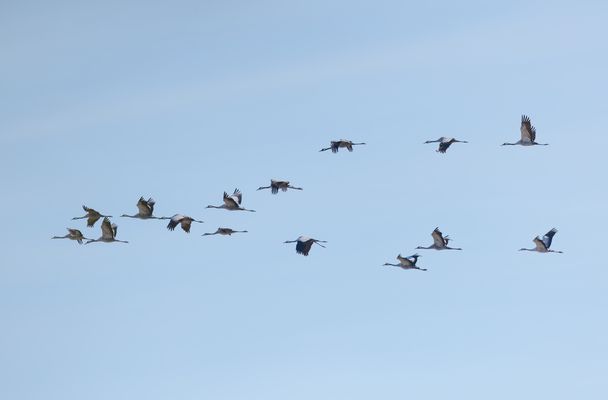 Kraniche auf dem Weg zu Futterplätzen