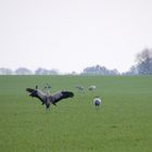 Kraniche auf den Maisfeldern bei Linum 