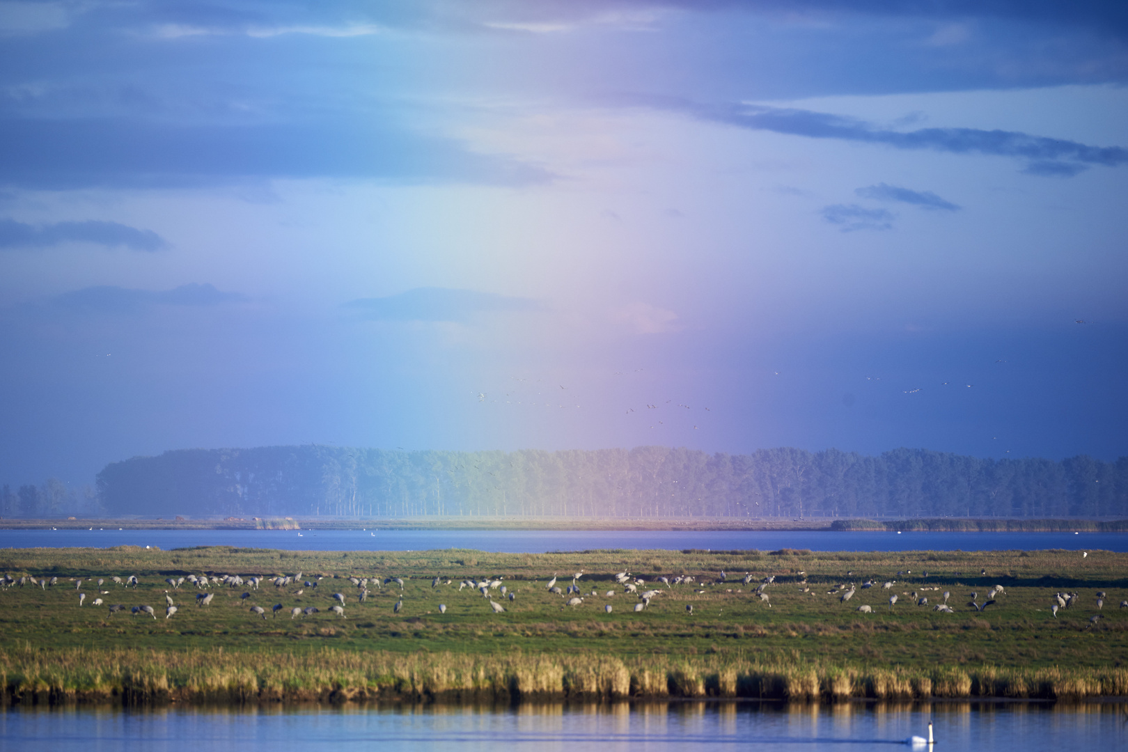 Kraniche auf der Insel Kirr