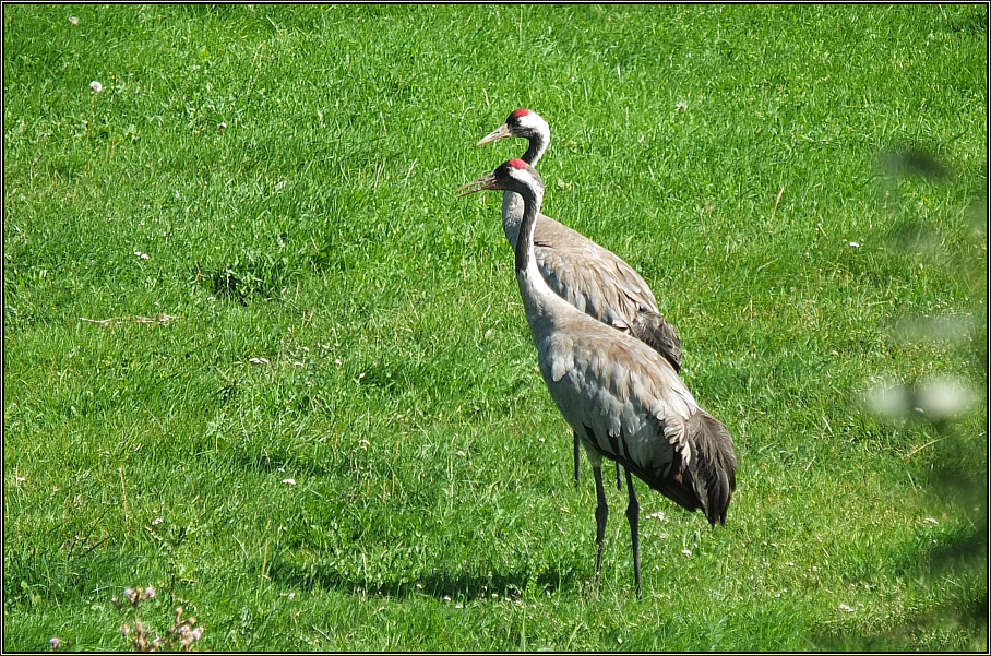 Kraniche auf der Wiese