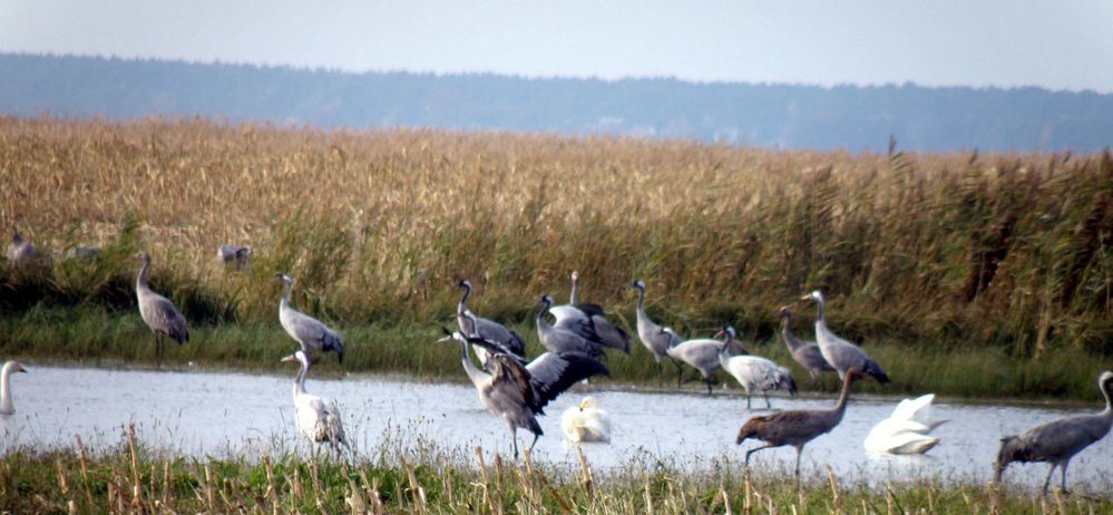 Kraniche auf einem Feld