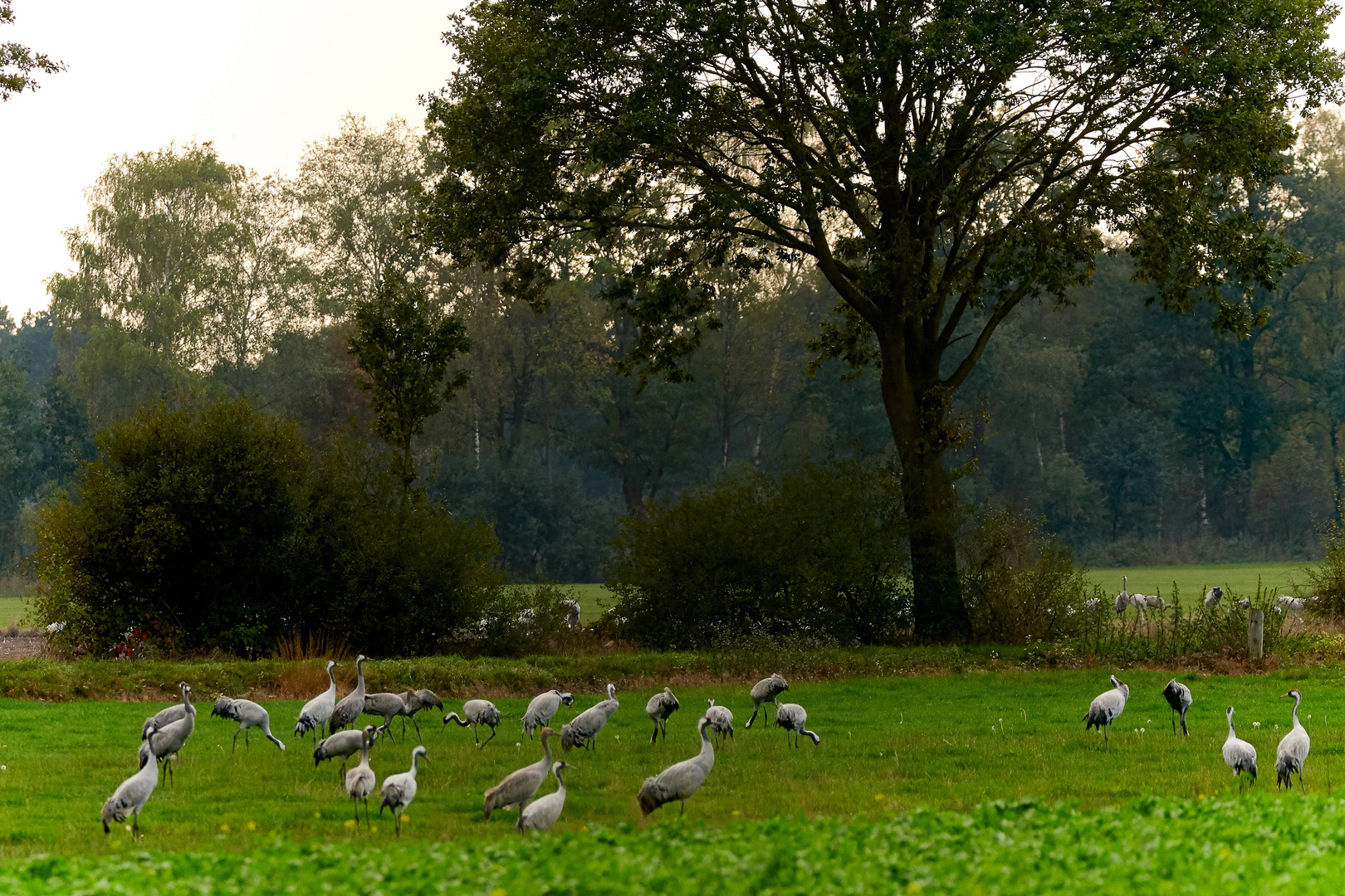 Kraniche auf einem Feld bei Appel