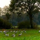 Kraniche auf einem Feld bei Appel