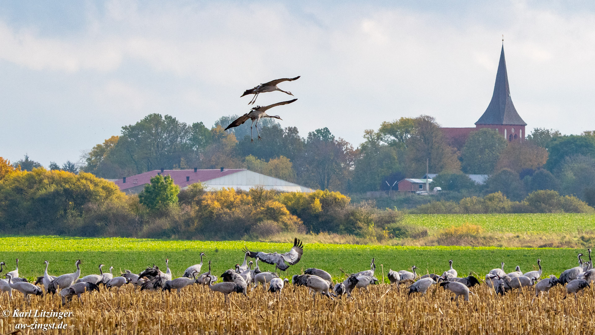 Kraniche auf einem Feld bei Hermannshof.