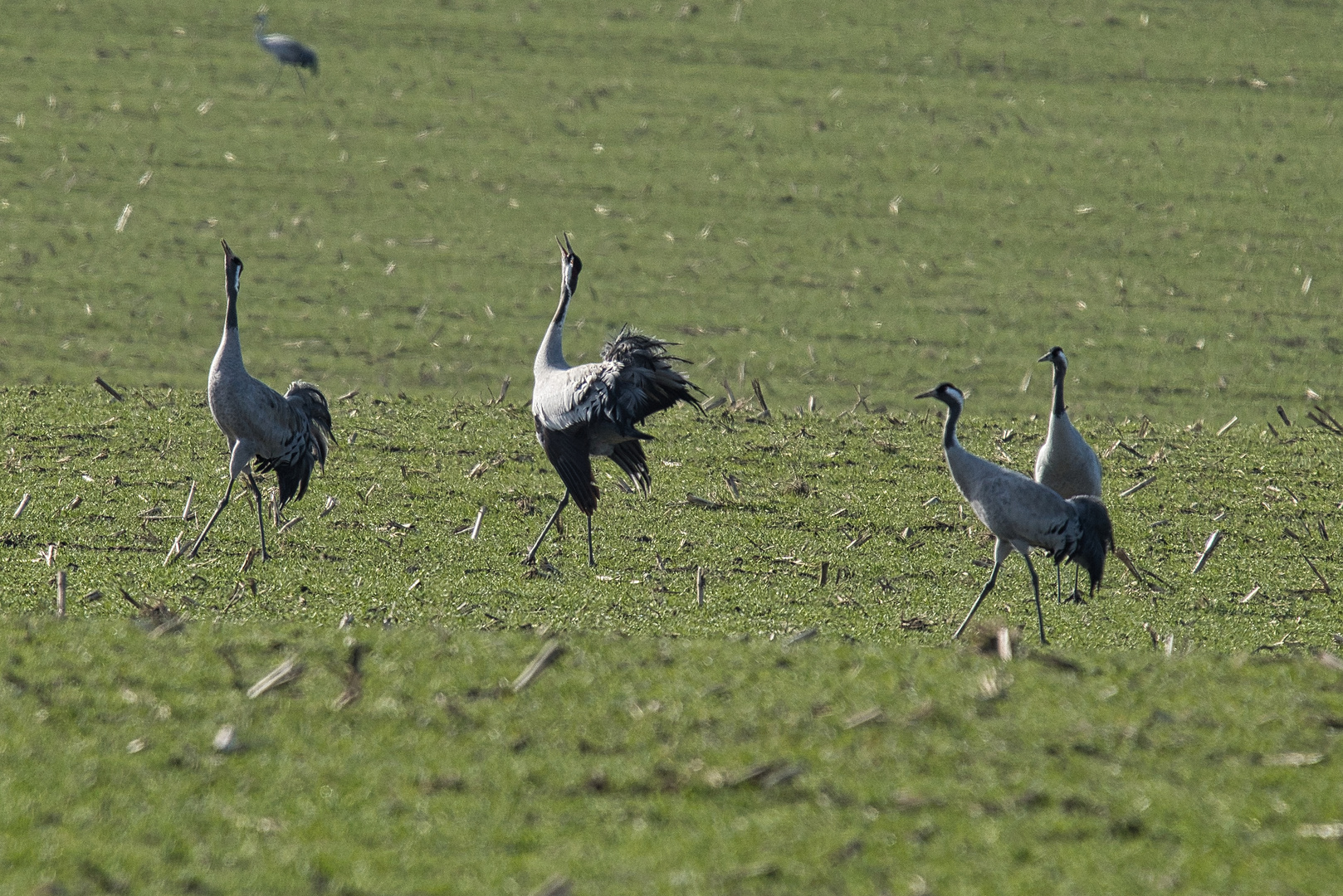 Kraniche auf einem Feld bei Schwerin