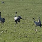 Kraniche auf einem Feld bei Schwerin