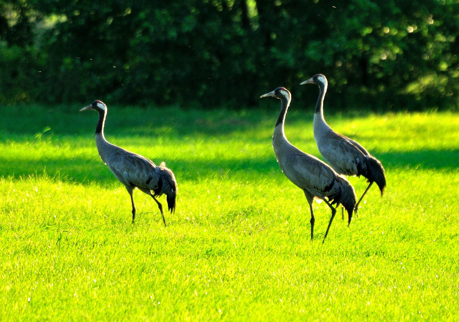 Kraniche auf einer Wiese nahe dem Tister Moor