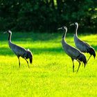 Kraniche auf einer Wiese nahe dem Tister Moor