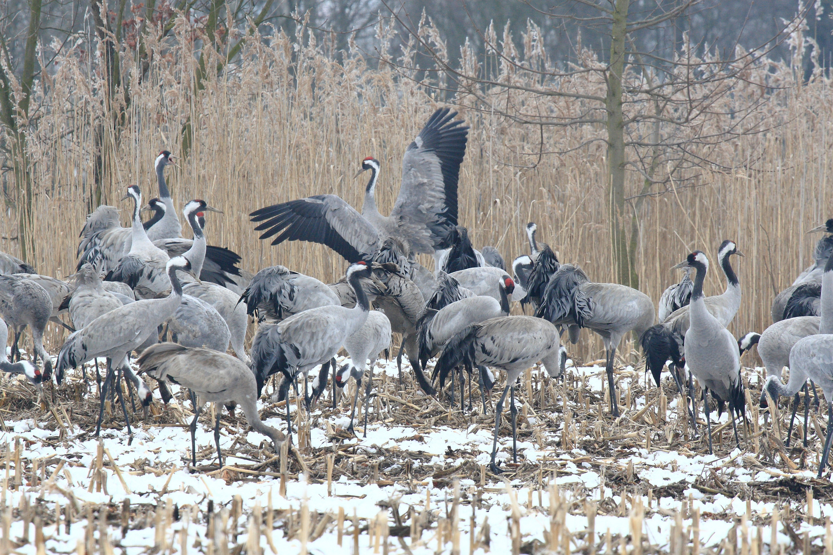 Kraniche auf Futtersuche