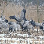 Kraniche auf Futtersuche