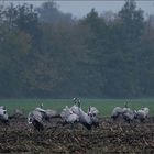 Kraniche auf Nahrungssuche