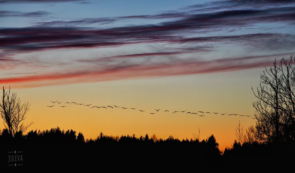 Kraniche auf Öland