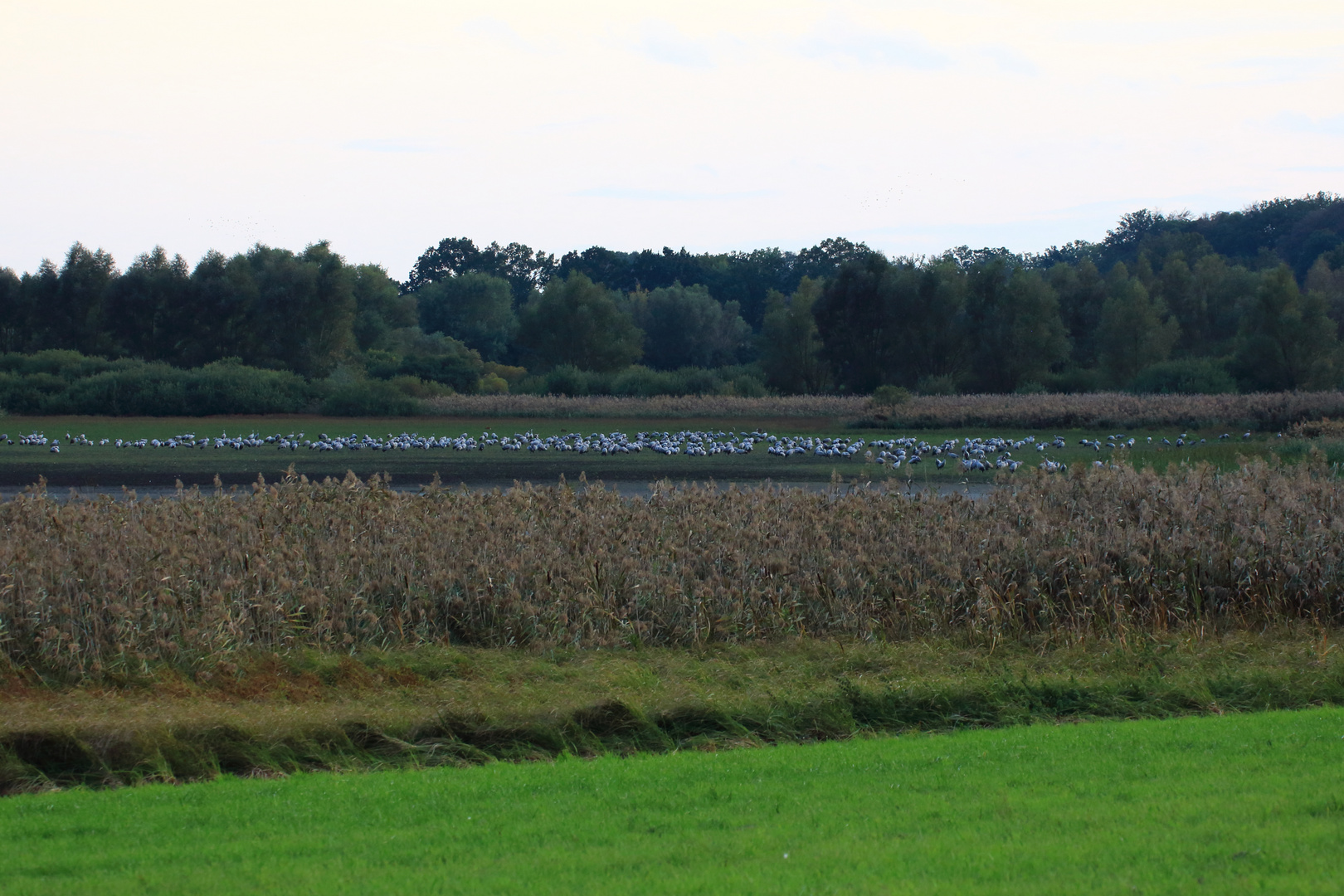 Kraniche auf Seewiese