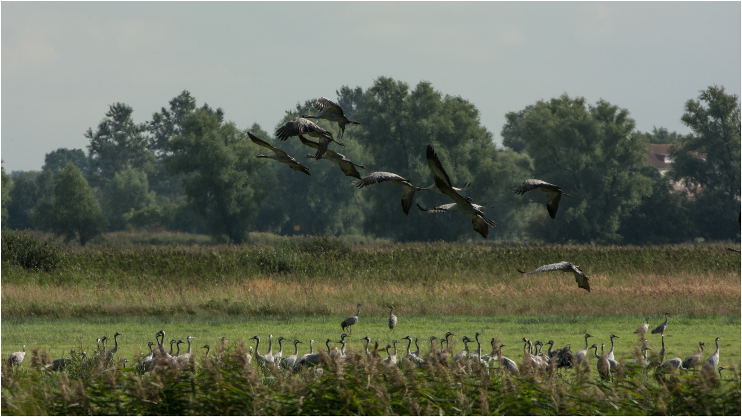 Kraniche auf Zingst Foto & Bild | tiere, wildlife, wild lebende vögel