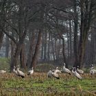 Kraniche bei der Futtersuche