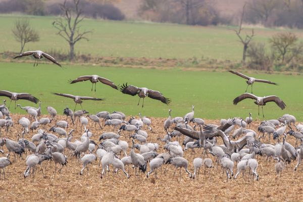 Kraniche bei der Landung