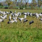 Kraniche bei der Zwischenrast in Mecklenburg-Vorpommern