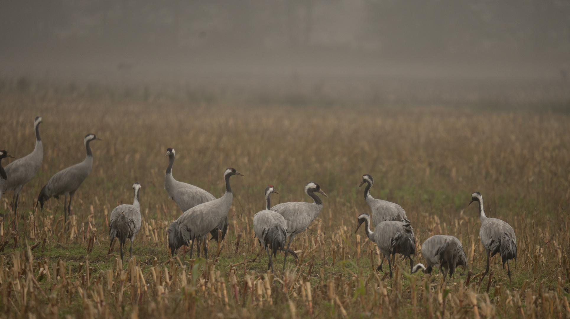 Kraniche bei Nebel im Teufelsmoor