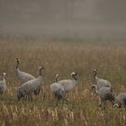 Kraniche bei Nebel im Teufelsmoor