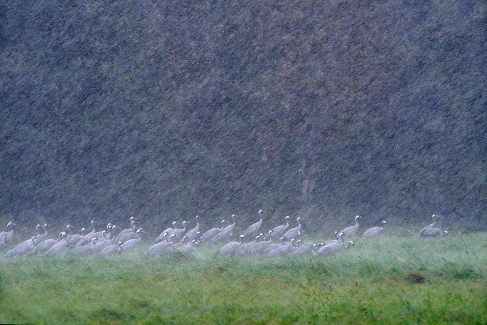 Kraniche bei Regen