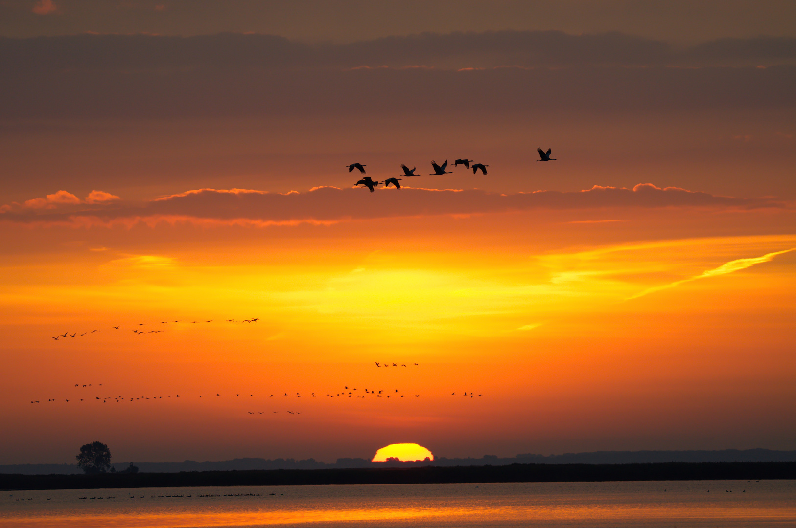 Kraniche bei Sonnenaufgang 2