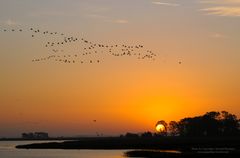 Kraniche bei Sonnenaufgang