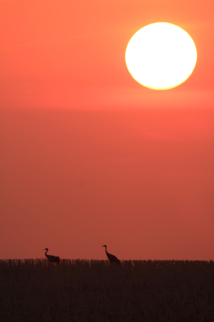 Kraniche bei Sonnenaufgang 