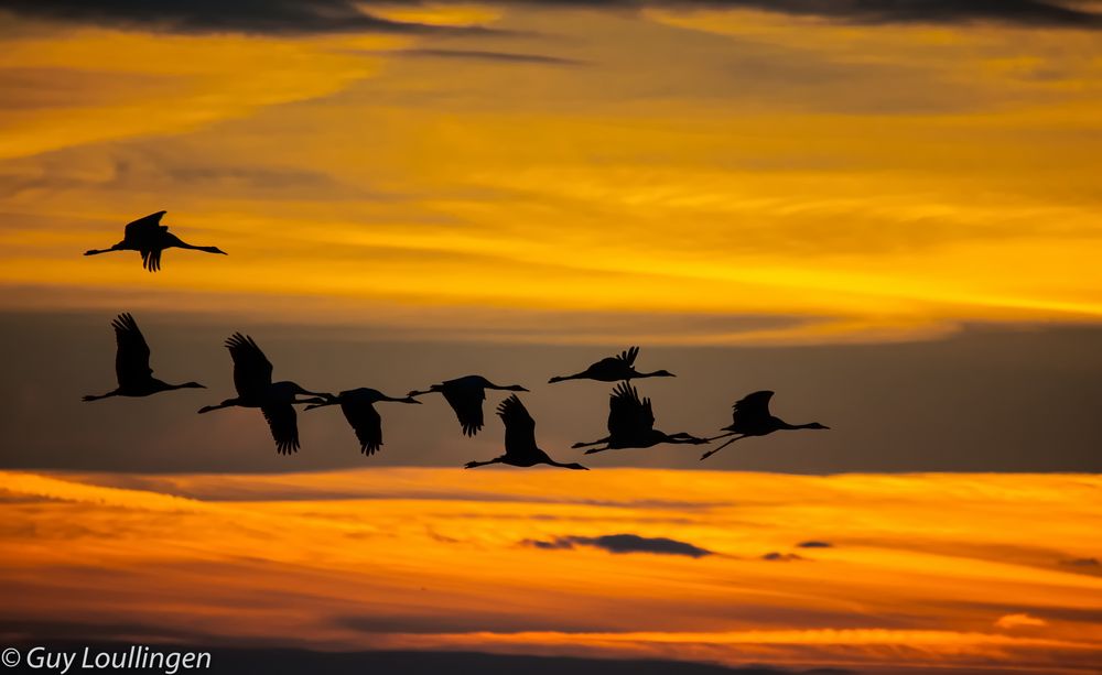 Kraniche bei Sonnenaufgang