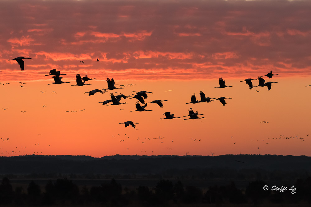 Kraniche bei Sonnenaufgang