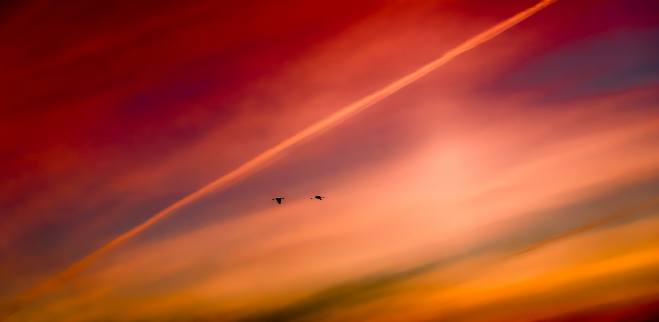 Kraniche bei Sonnenaufgang in Mecklenburg Vorpommern