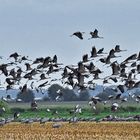 Kraniche beim Abflug