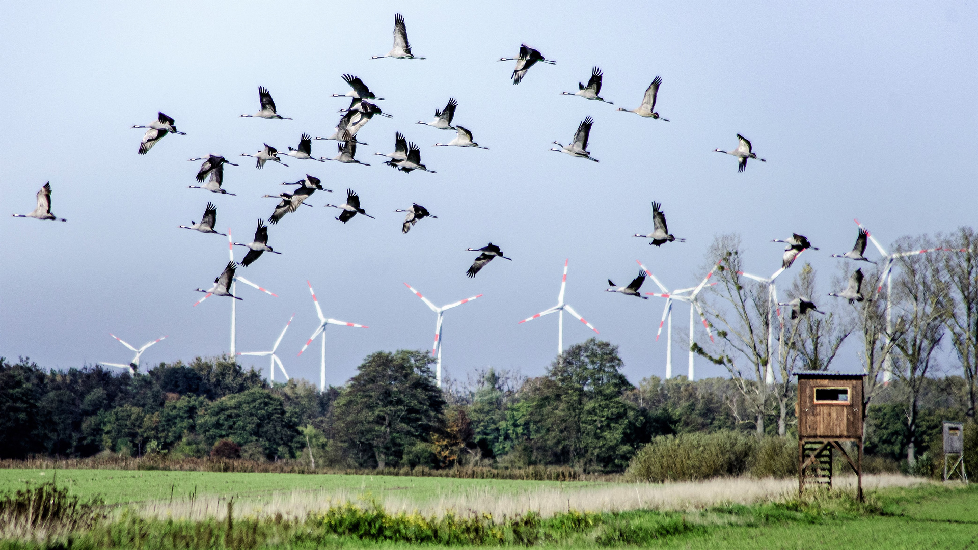 Kraniche beim Abflug