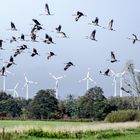 Kraniche beim Abflug