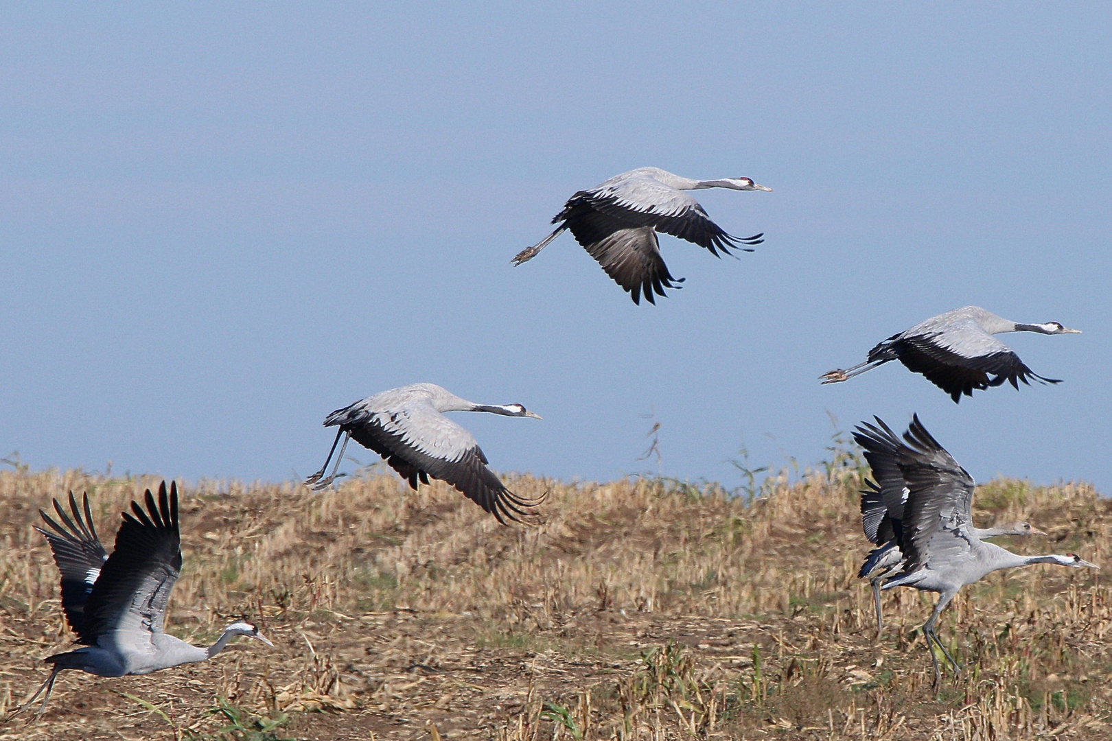 Kraniche beim Abflug