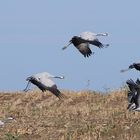 Kraniche beim Abflug