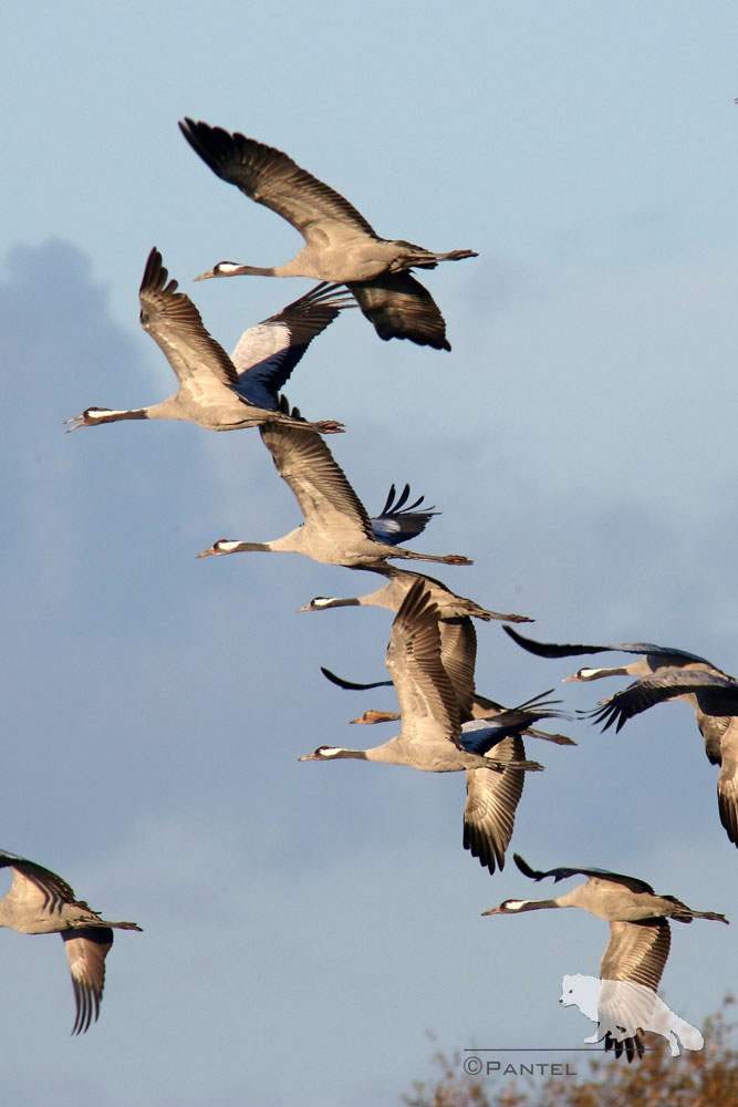 Kraniche beim Abflug zum Nachtquartier