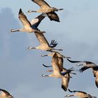 Kraniche beim Abflug zum Nachtquartier